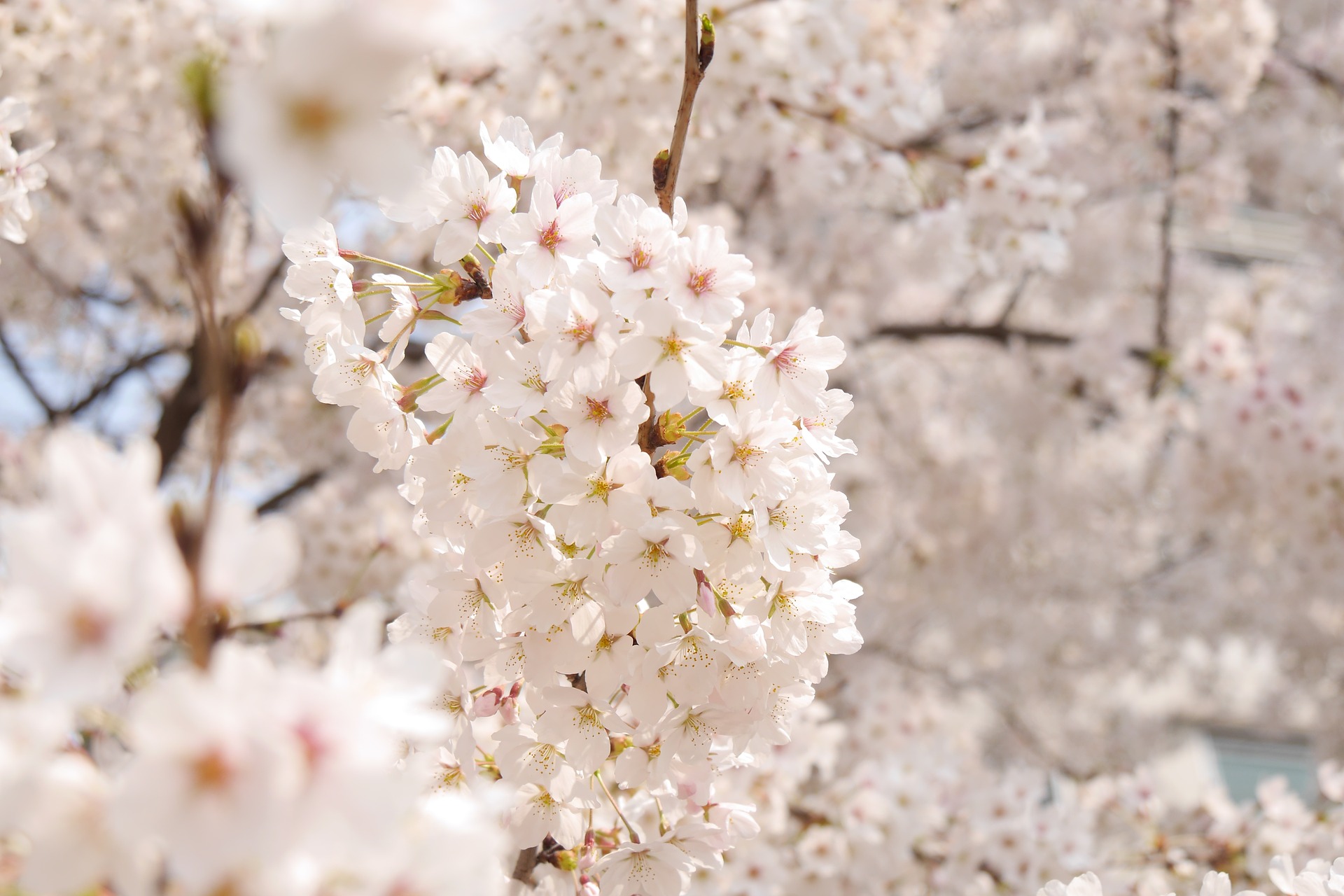 flower-g43cf06f42_1920.jpg